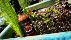 JP Hot Sauce Roasted Garlic - Dragon's Blood Elixir - SHOP LOCAL